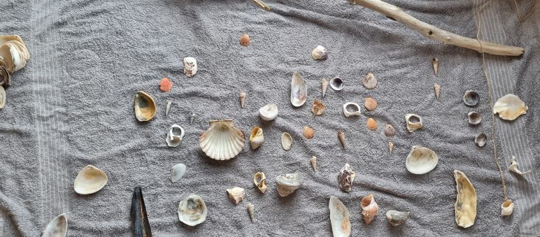 using seashells for crafts